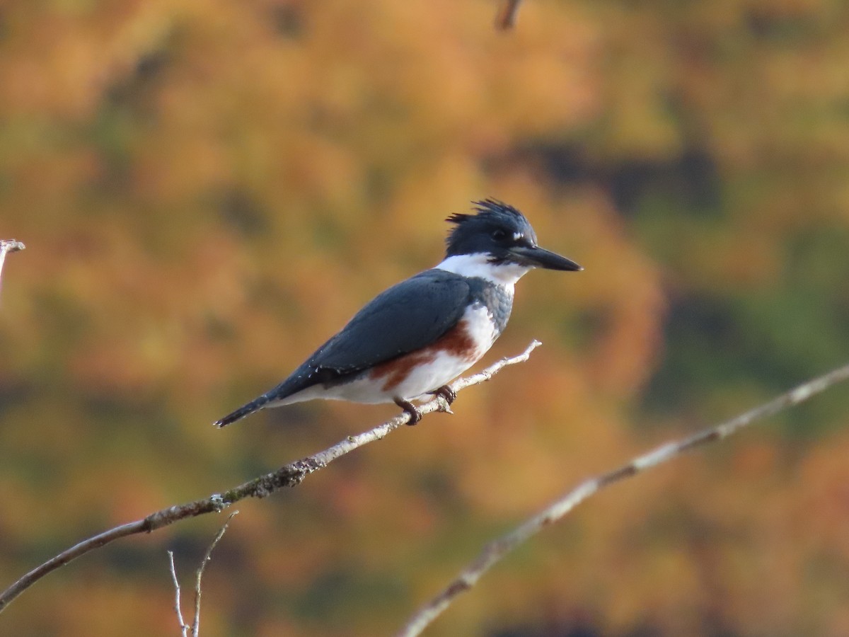 Belted Kingfisher - ML644969067