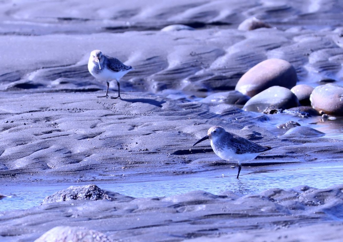 Piovanello pancianera - ML644969069