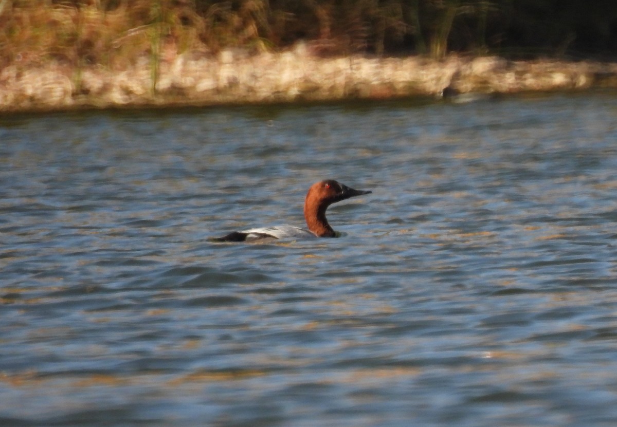 Murgilari bizkarzuria - ML644969077