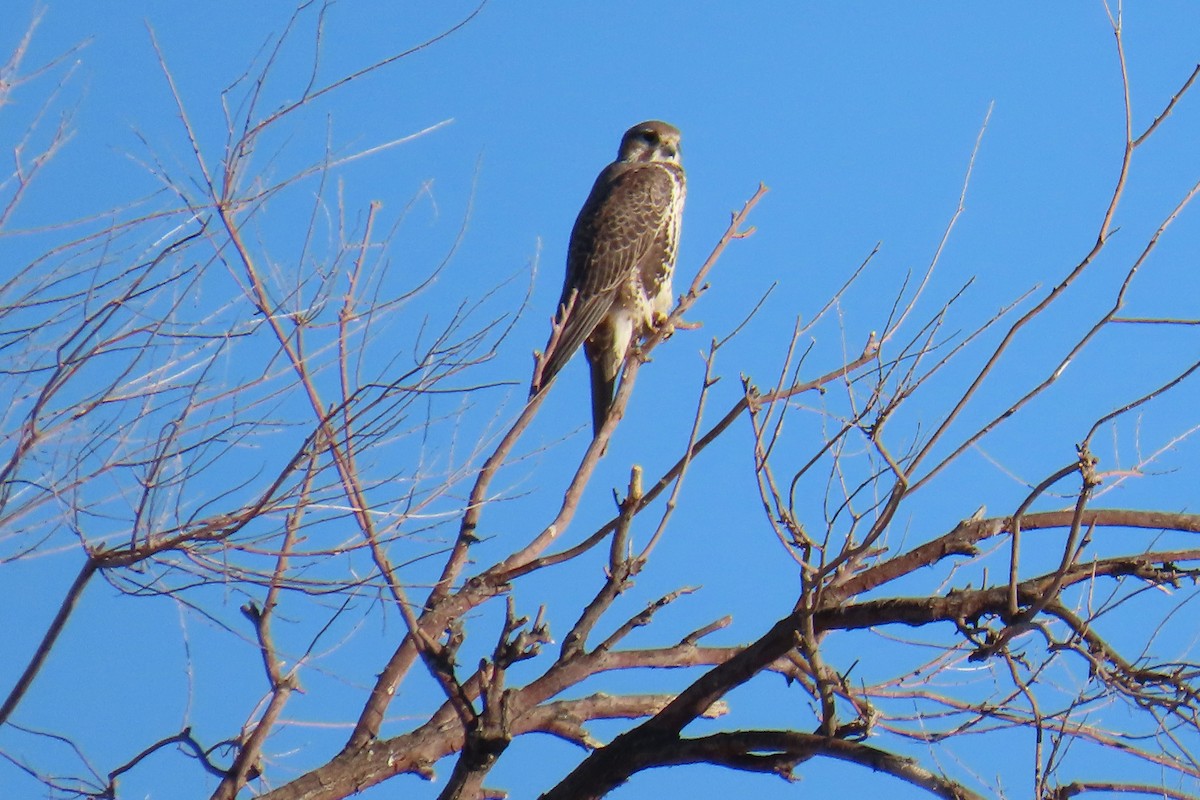 Prairie Falcon - ML644969087
