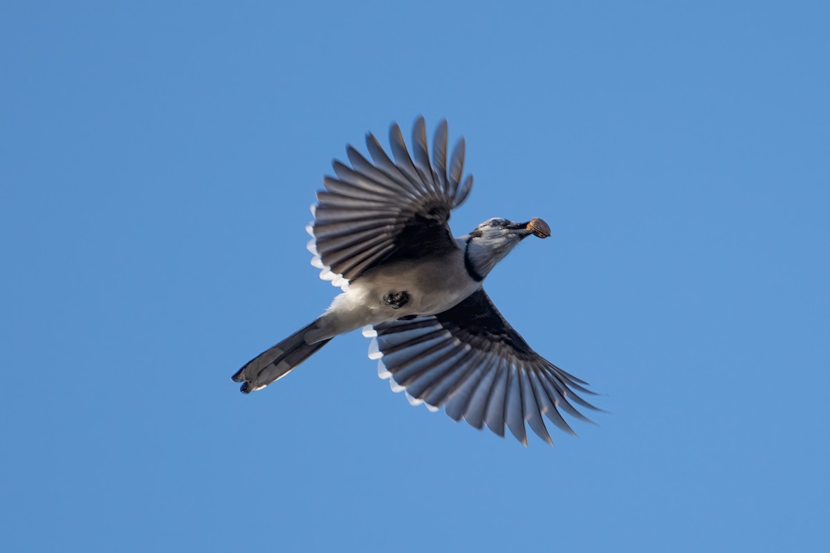Blue Jay - ML644969089