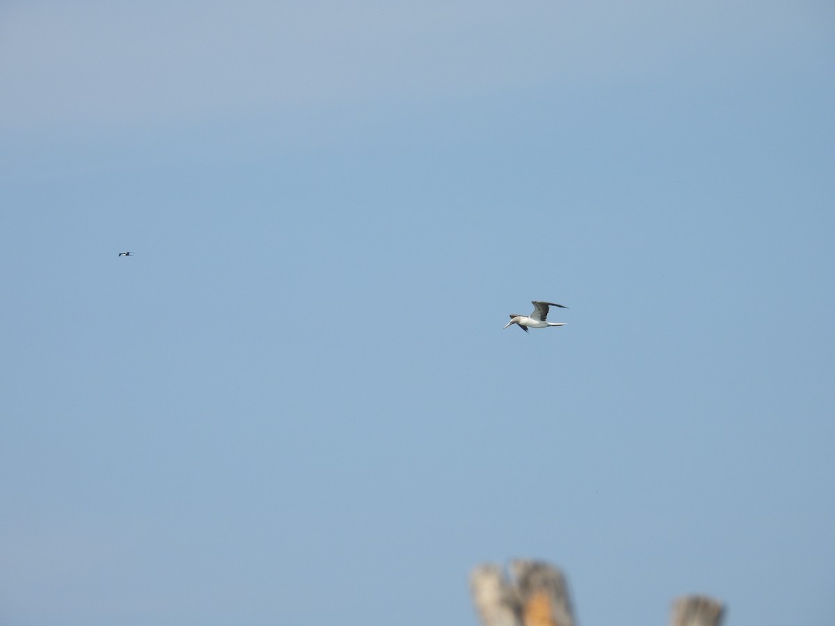 Blue-footed Booby - ML644969095