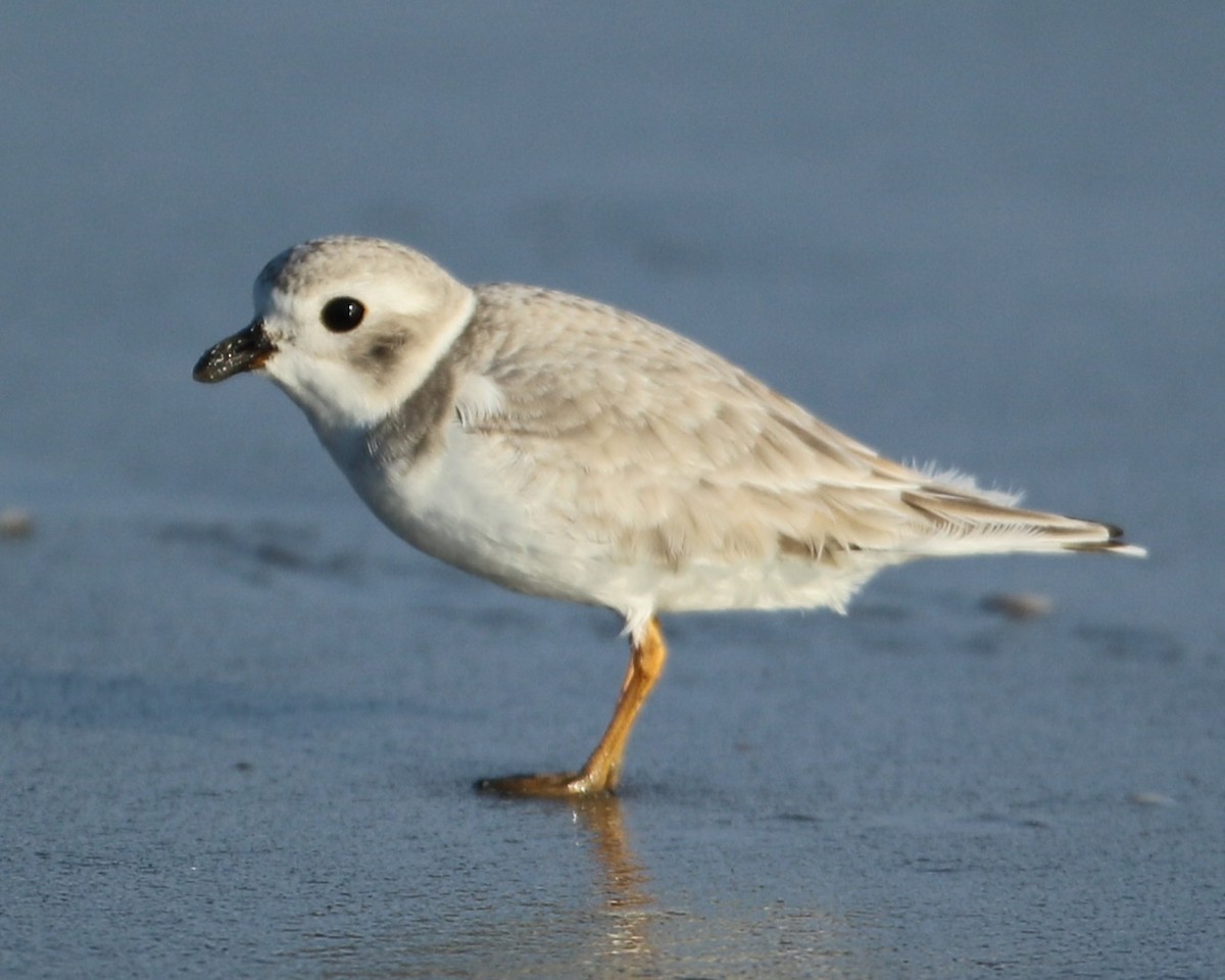Piping Plover - ML644969103
