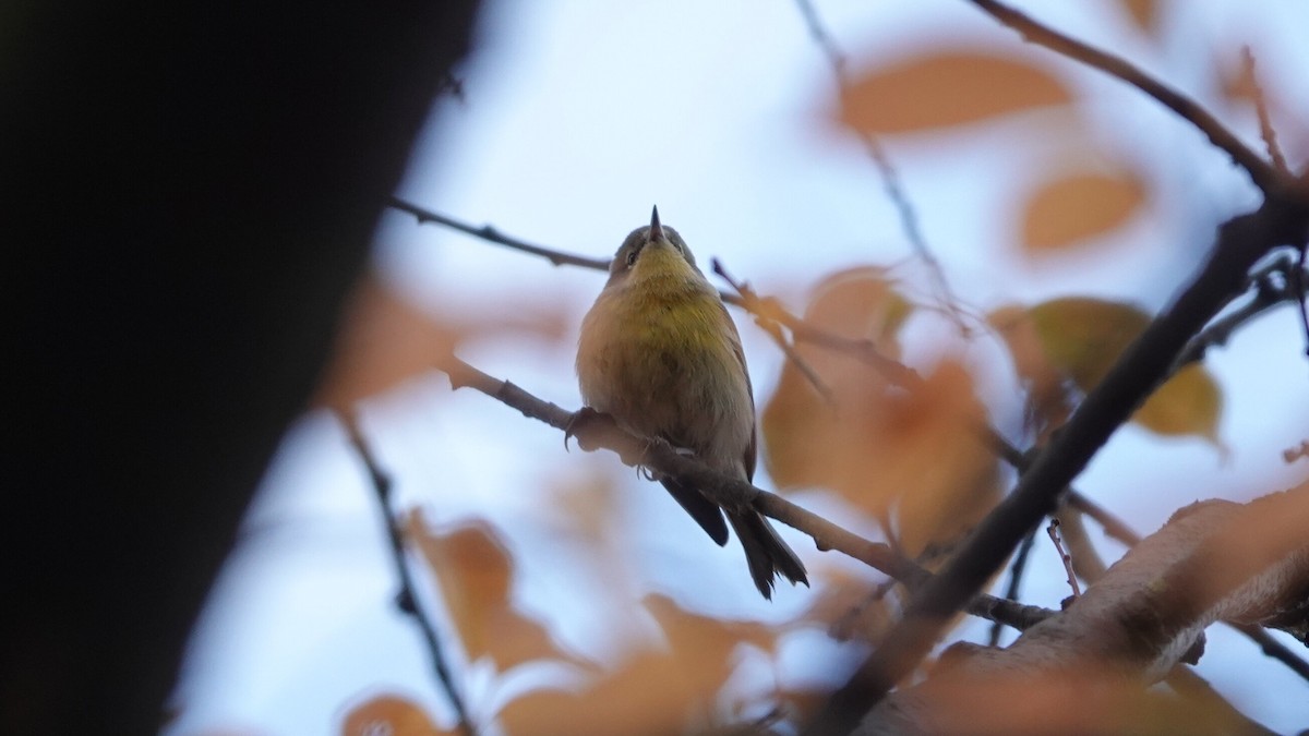 Pine Warbler - ML644969105