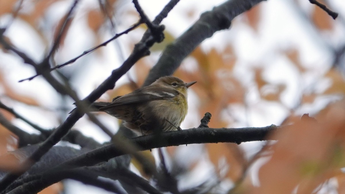 Pine Warbler - ML644969106