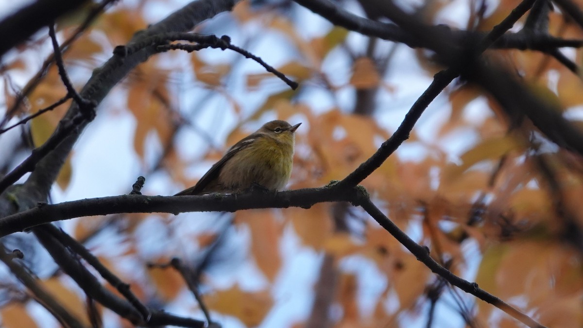 Pine Warbler - ML644969107