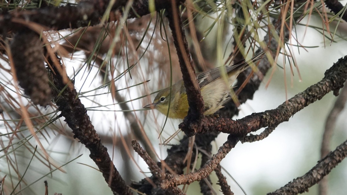 Pine Warbler - ML644969108