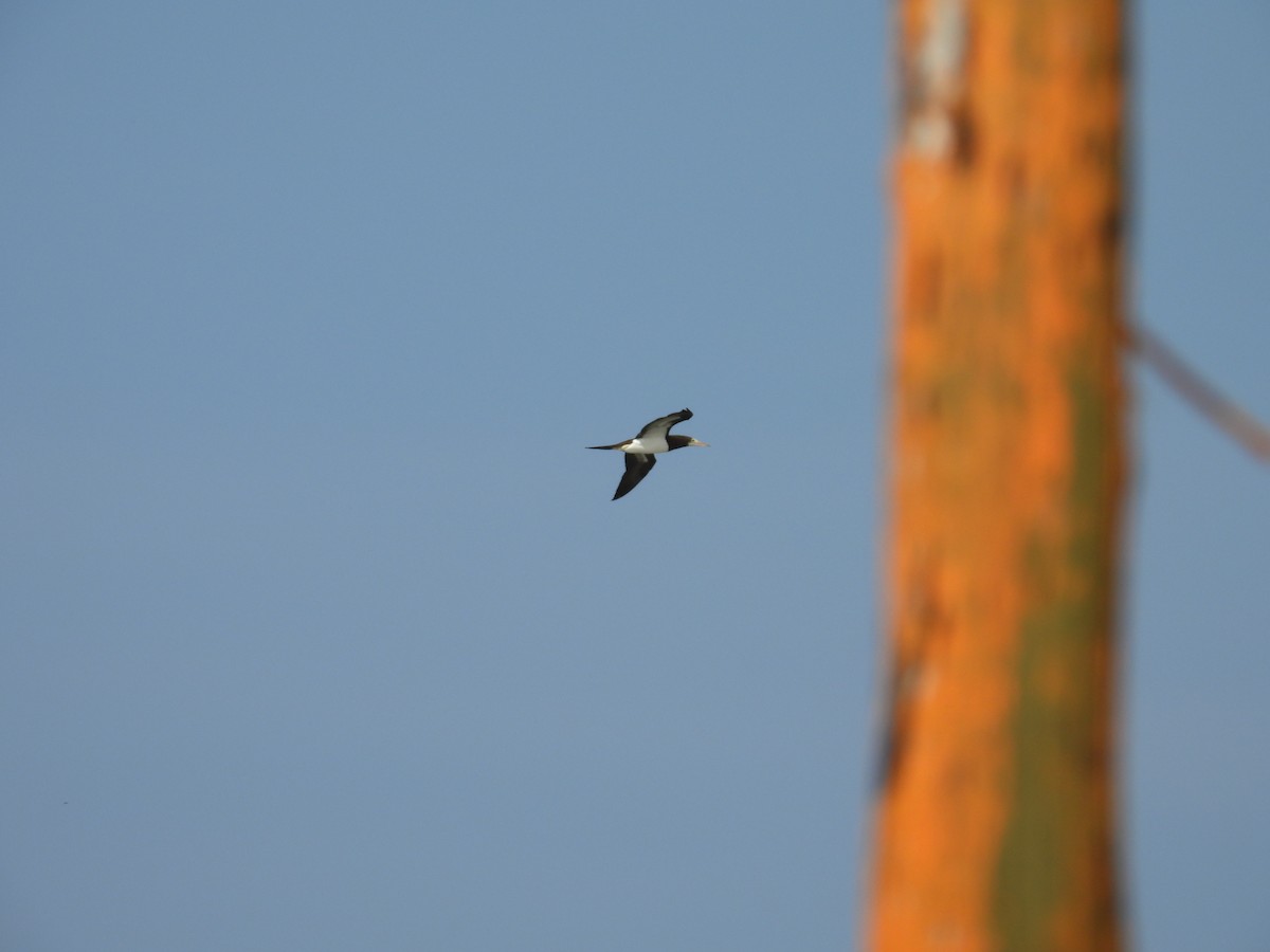 Cocos Booby - ML644969124