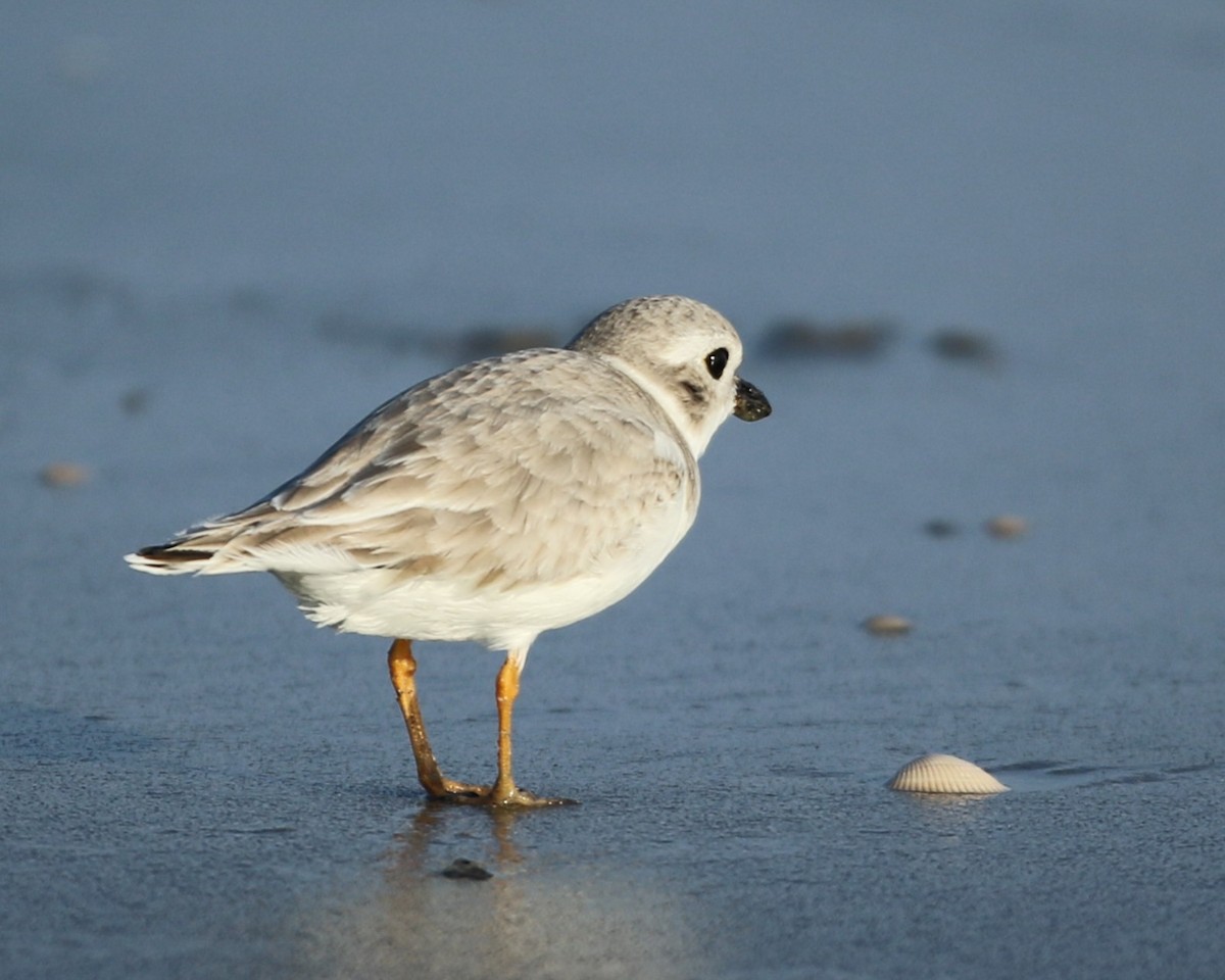Piping Plover - ML644969128