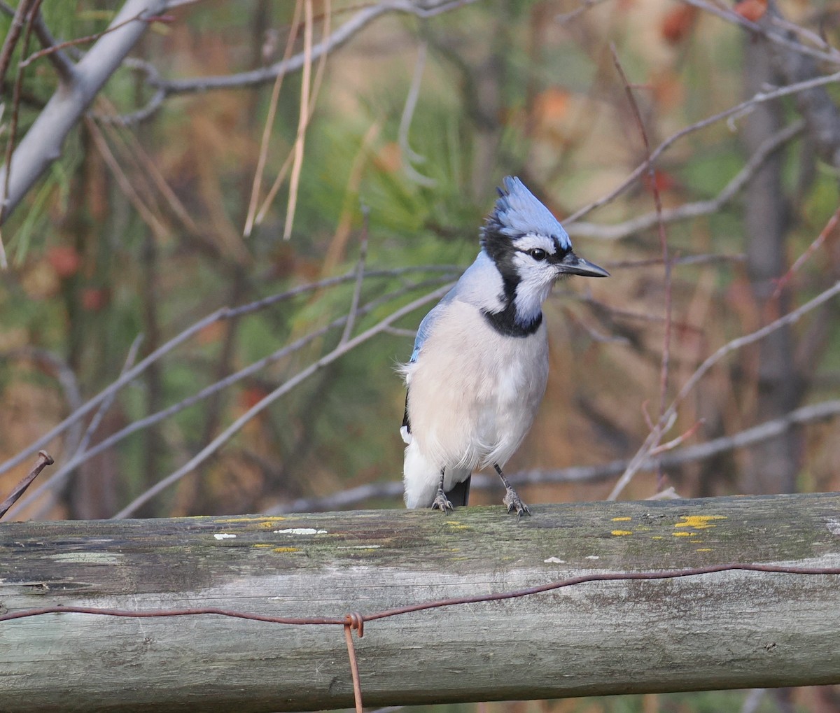 Blue Jay - ML644969134