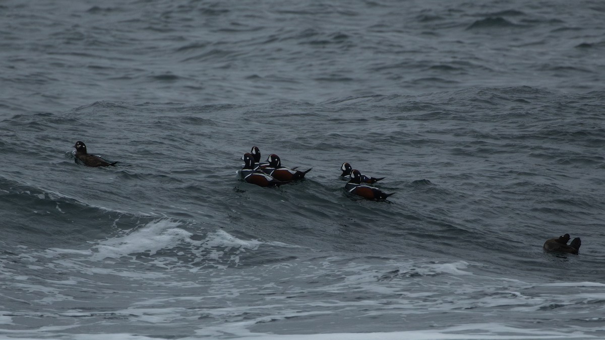 Moretta arlecchino - ML644969161