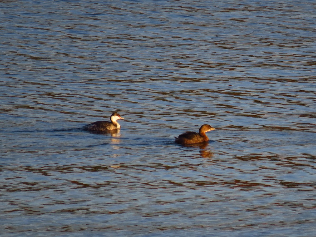 potápka žlutorohá - ML644969163