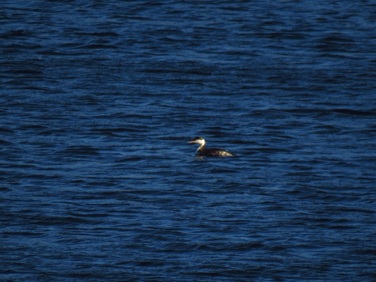 potápka žlutorohá - ML644969164