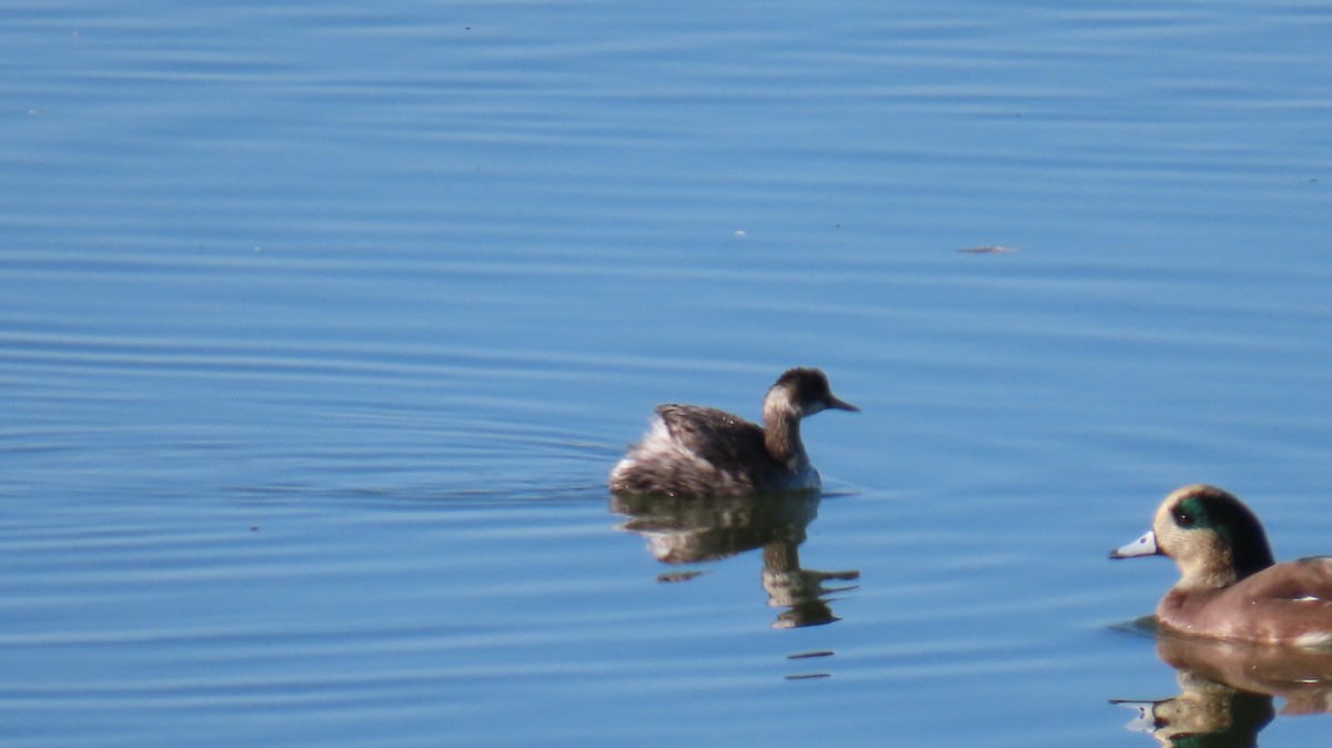 Eared Grebe - ML644969167