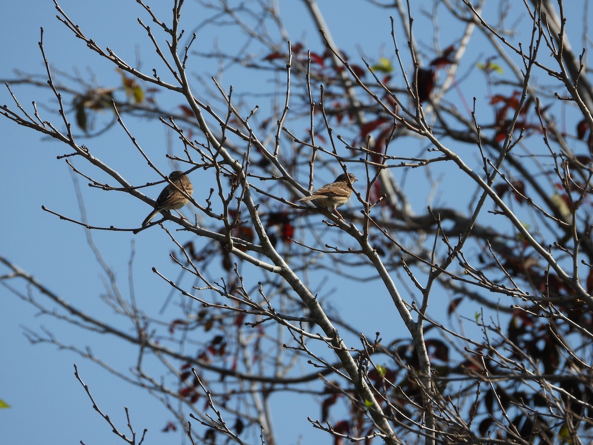 Vesper Sparrow - ML644969172