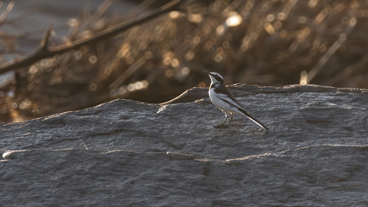Mekong Wagtail - ML644969210