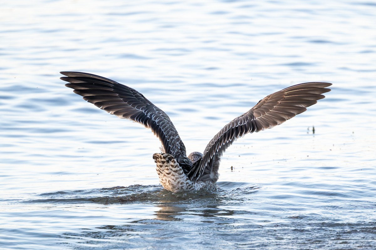 Lesser Black-backed Gull - ML644969226