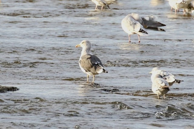 Lesser Black-backed Gull - ML644969228