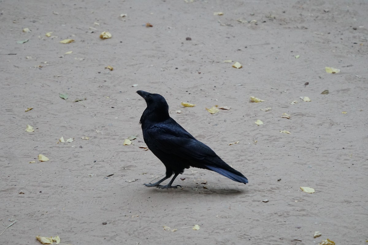 Common Raven - ML644969254