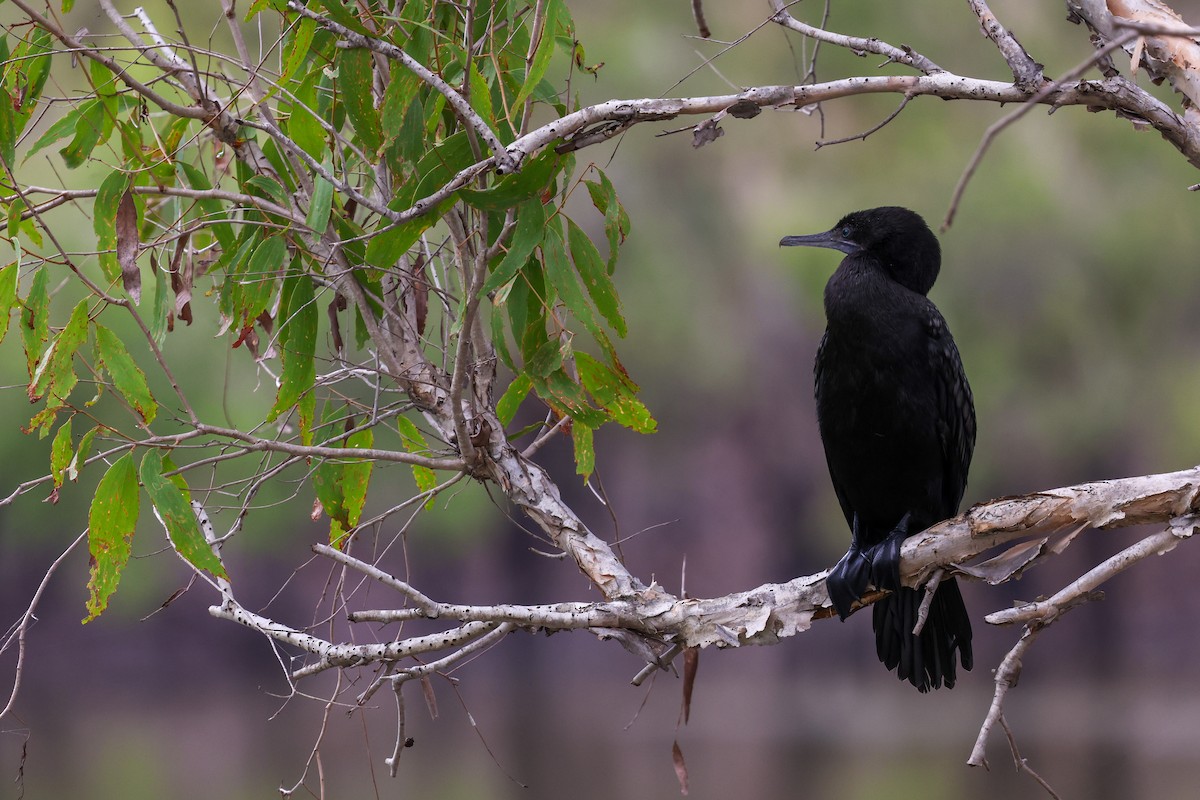 Little Black Cormorant - ML644969264