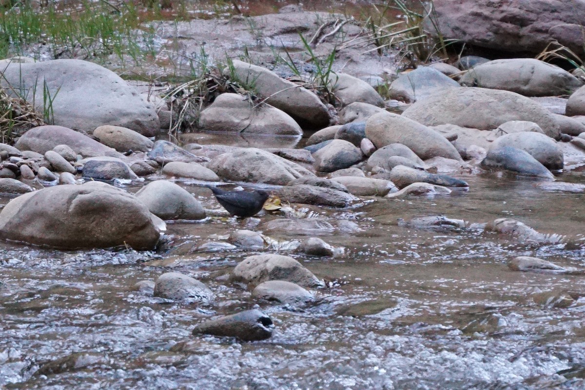 American Dipper - ML644969265
