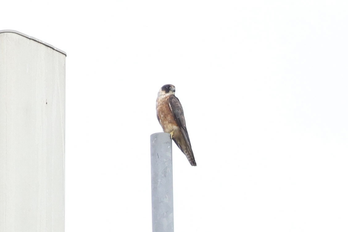 Australian Hobby - ML644969273