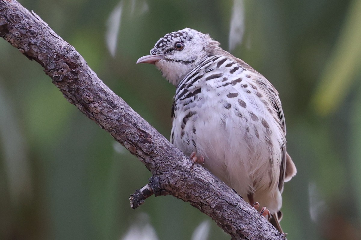 Bar-breasted Honeyeater - ML644969281
