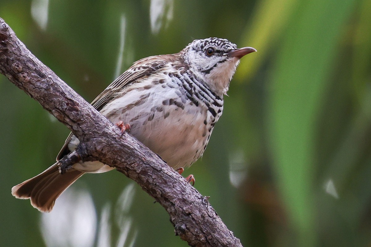 Bar-breasted Honeyeater - ML644969282