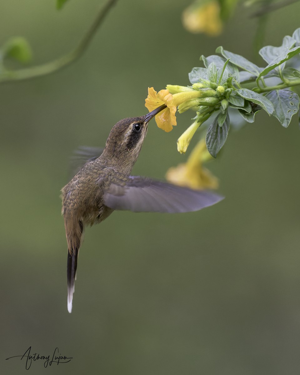 Stripe-throated Hermit - ML644969305
