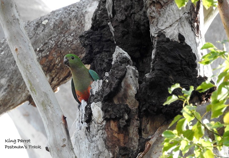 Australian King-Parrot - ML64496931