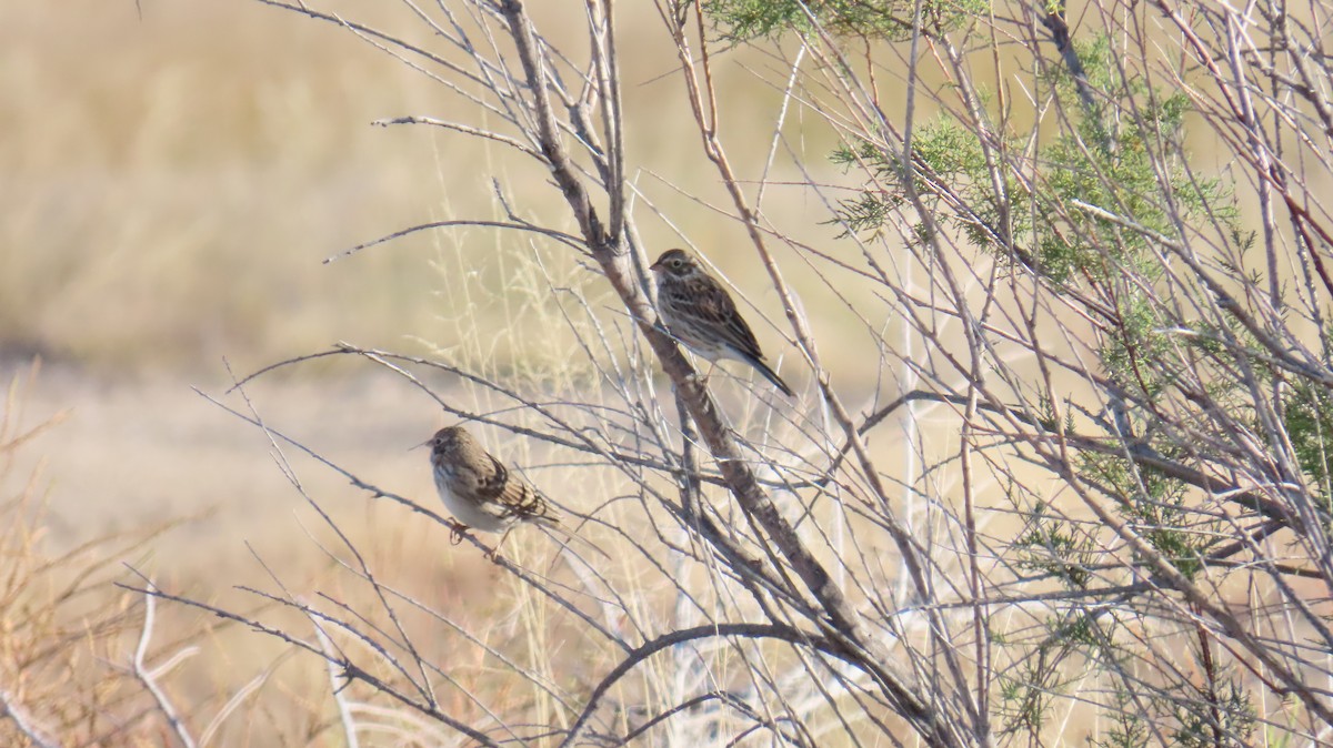 Vesper Sparrow - ML644969312