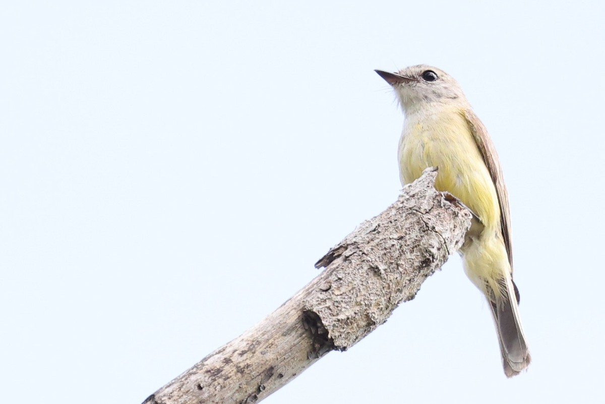 Lemon-bellied Flyrobin (Lemon-bellied) - ML644969315