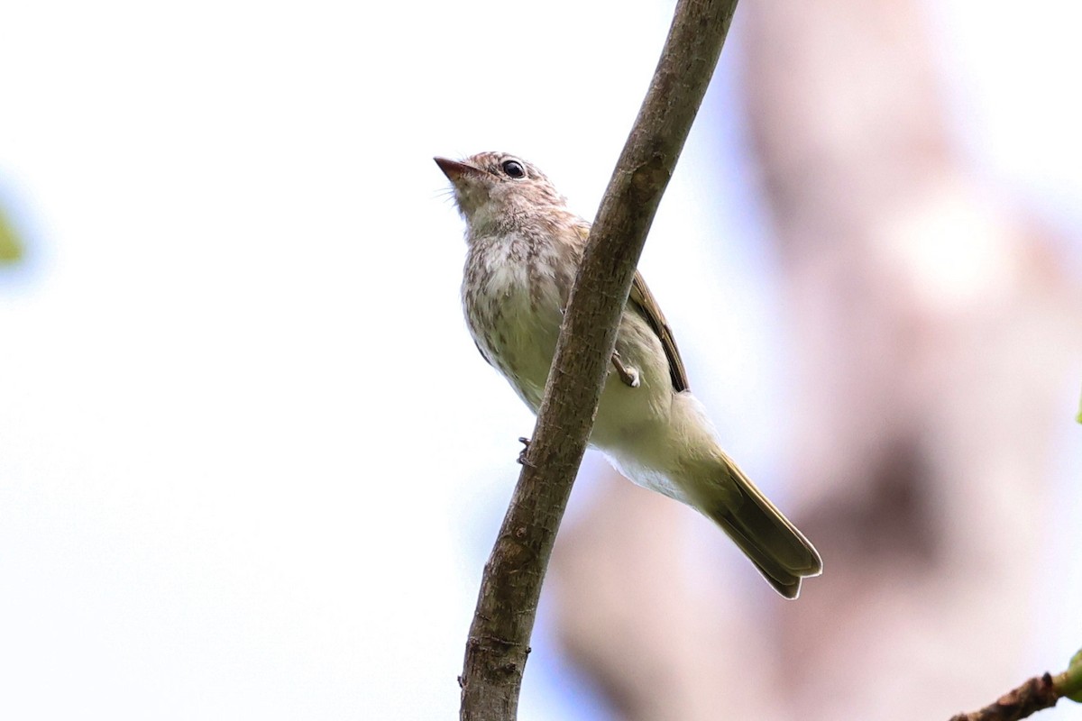 Lemon-bellied Flyrobin (Lemon-bellied) - ML644969316