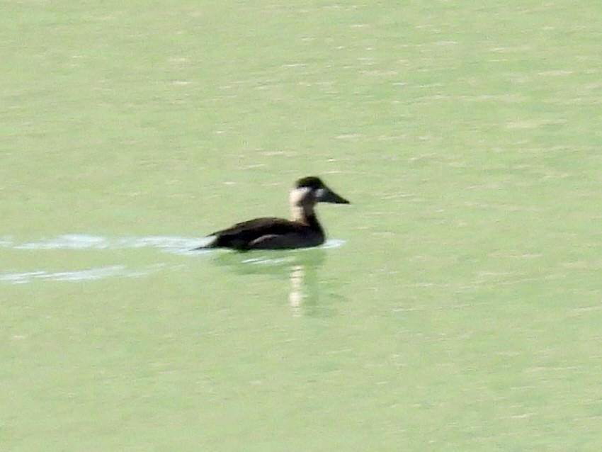 Surf Scoter - ML644969318