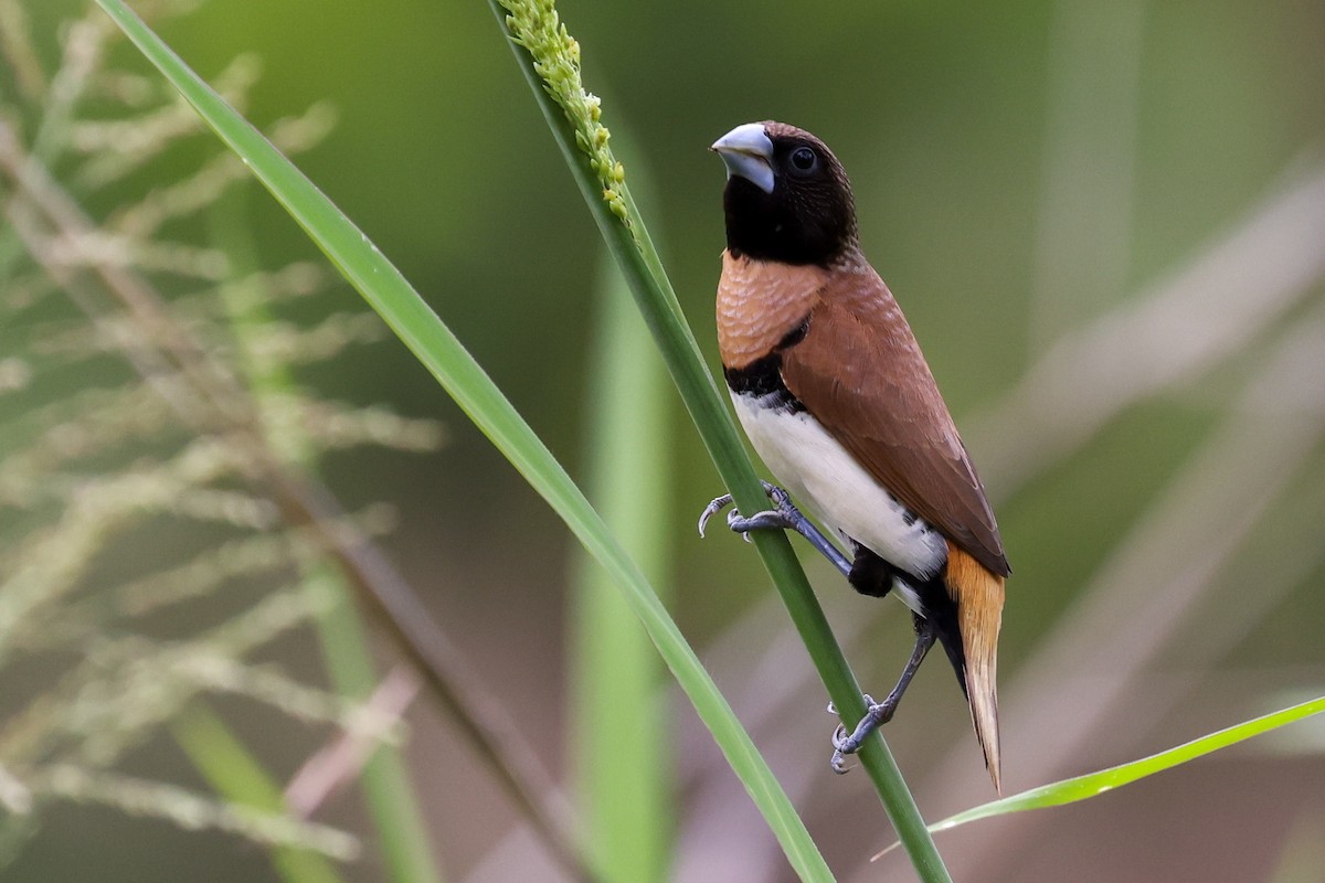 Chestnut-breasted Munia - ML644969321