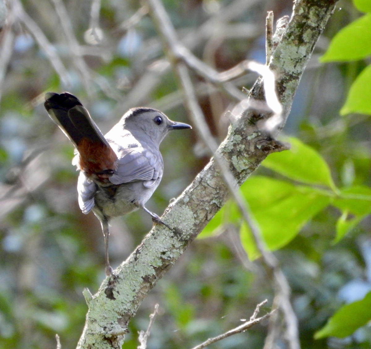 Gray Catbird - ML644969329