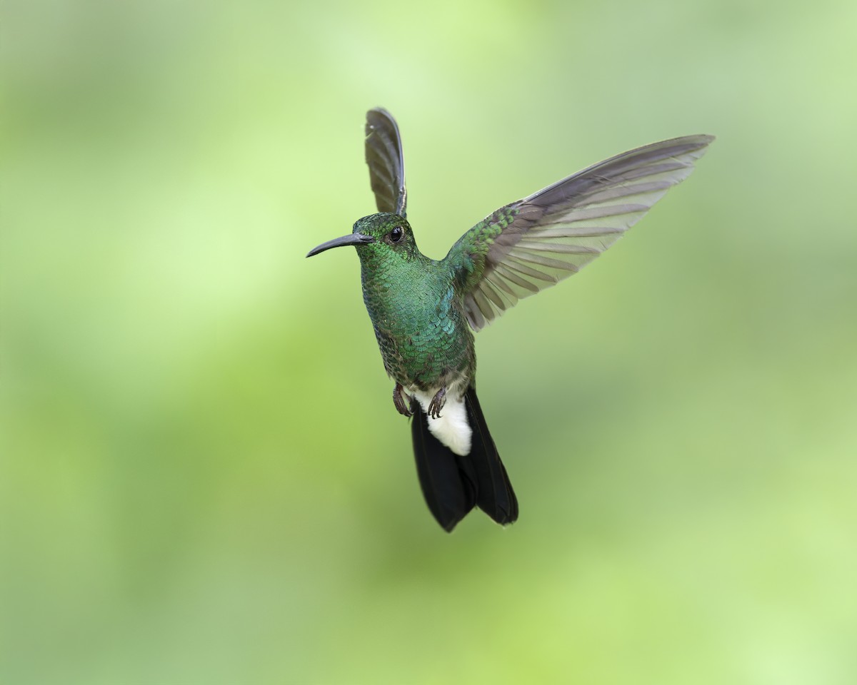 White-vented Plumeleteer - ML644969334