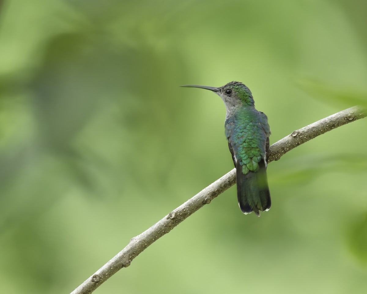 White-vented Plumeleteer - ML644969335