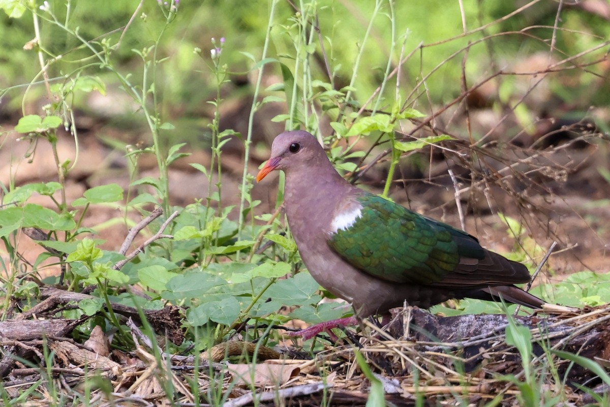 Pacific Emerald Dove - ML644969338