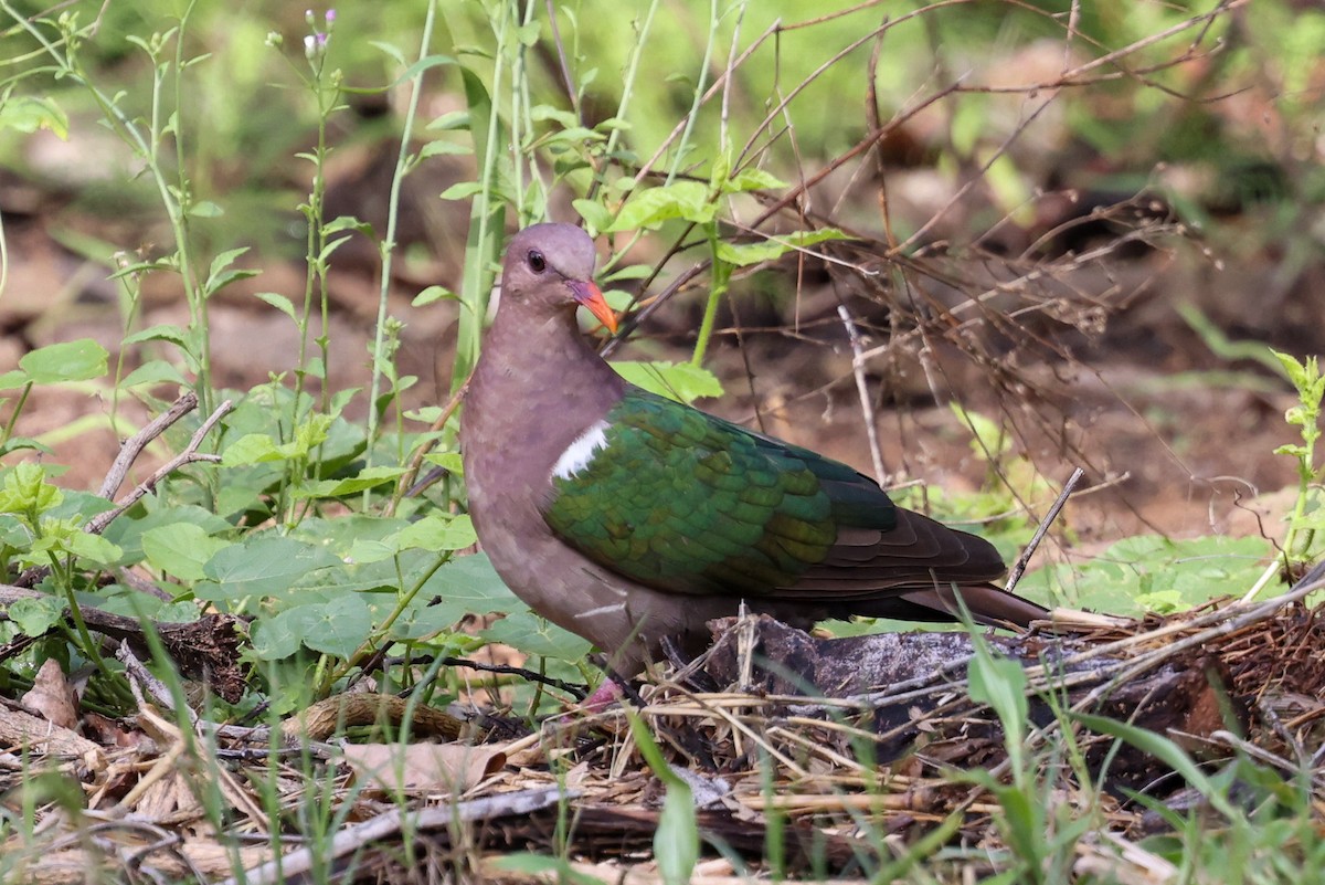 Pacific Emerald Dove - ML644969339