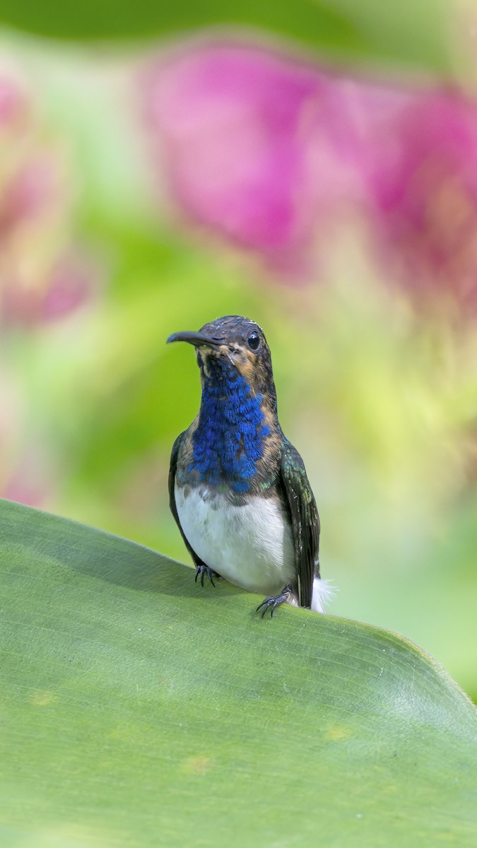 White-necked Jacobin - ML644969341
