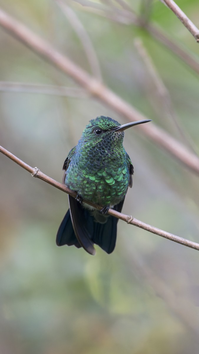 Steely-vented Hummingbird - ML644969344