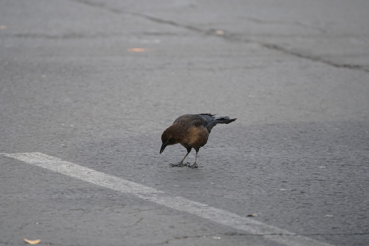 Great-tailed Grackle - ML644969348