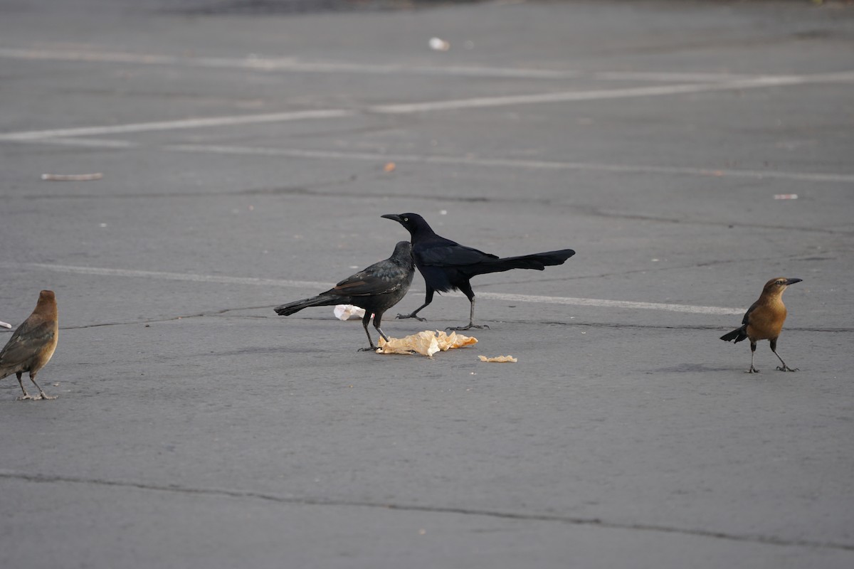 Great-tailed Grackle - ML644969349