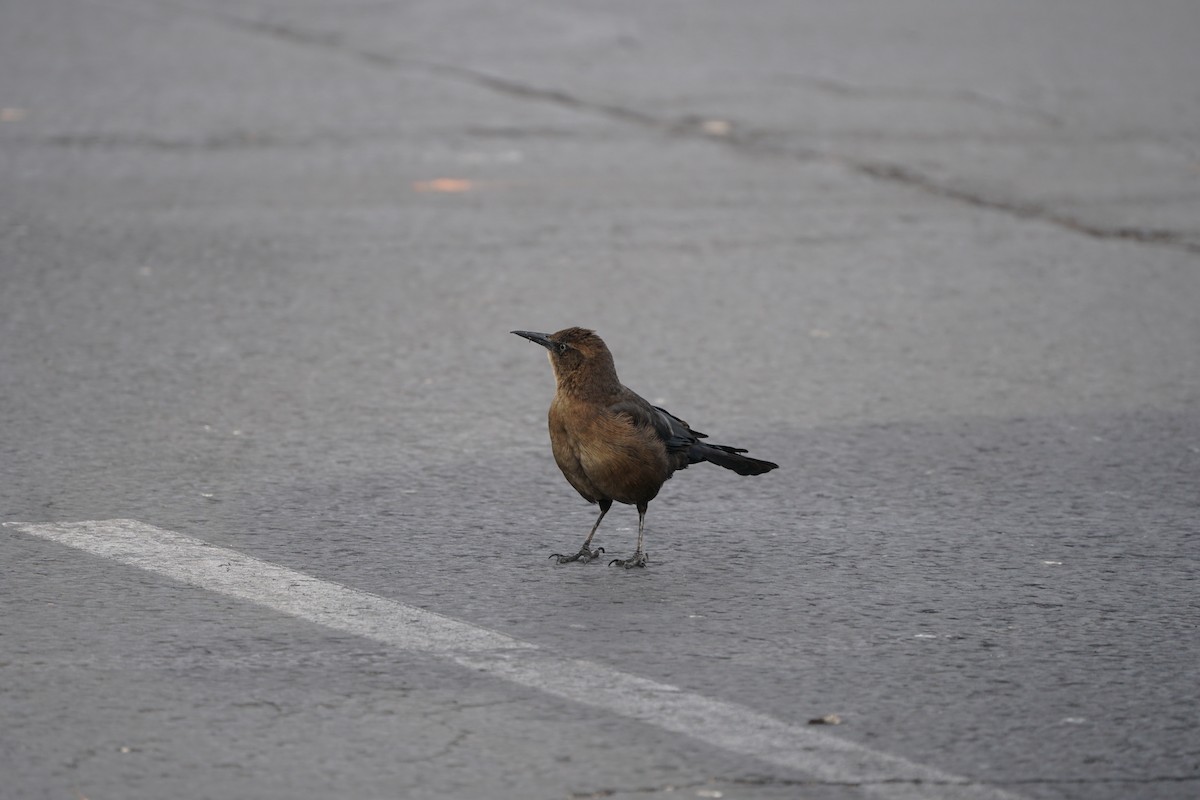 Great-tailed Grackle - ML644969350