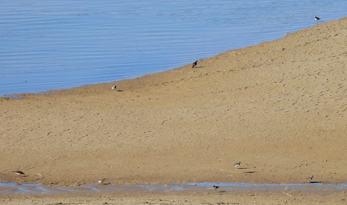 Killdeer - ML644969352