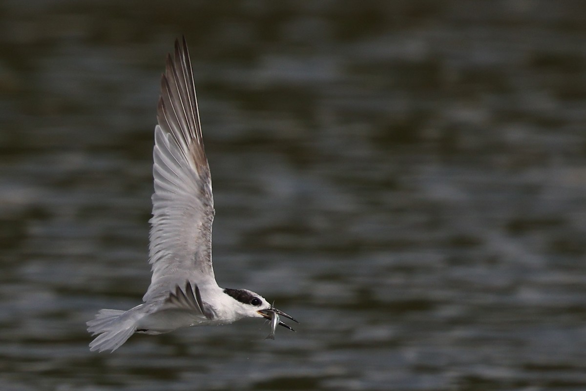 小燕鷗 - ML644969358