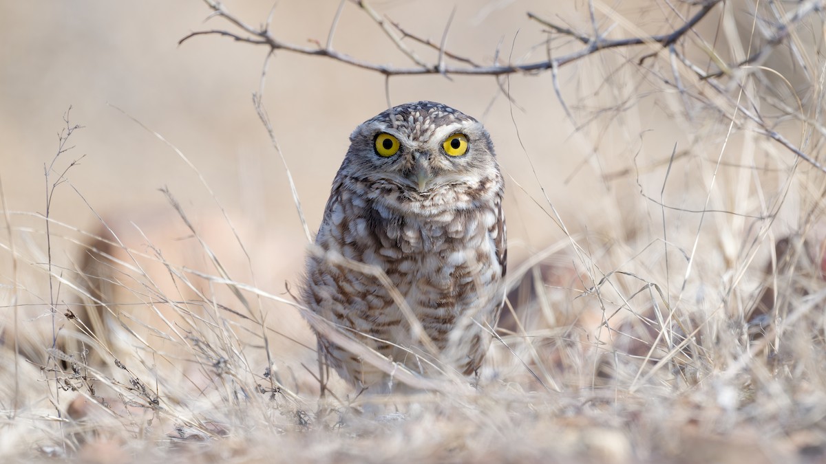 アナホリフクロウ - ML644969378