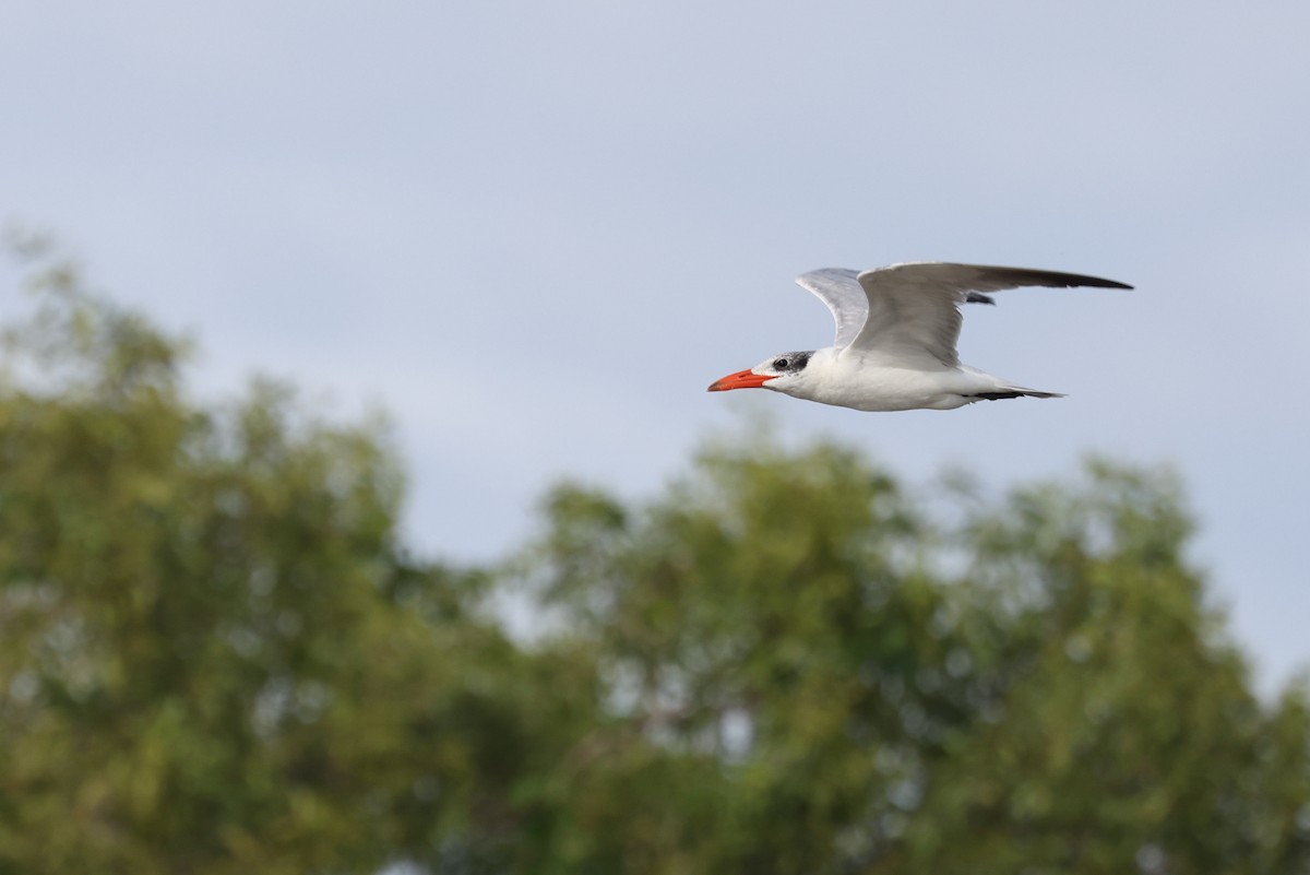 裏海燕鷗 - ML644969380