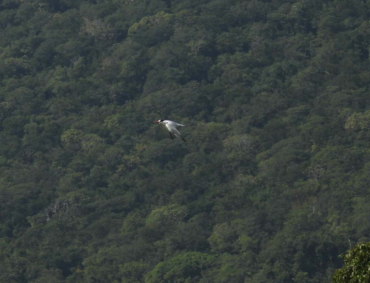 Royal Tern - ML644969385